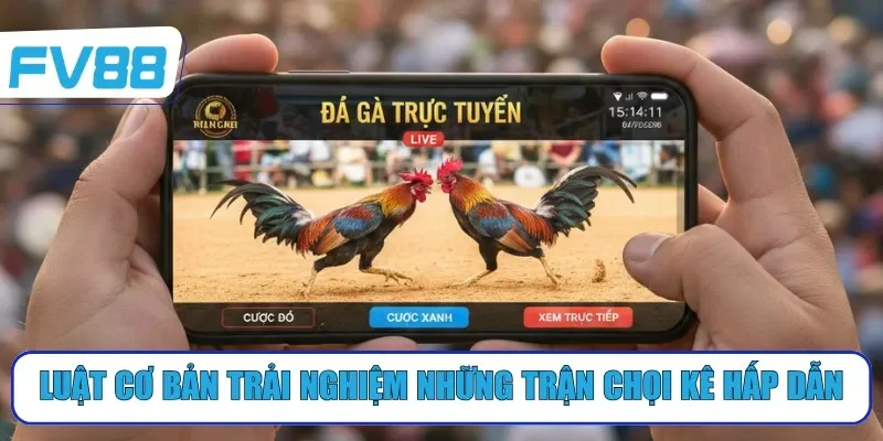 Luật cơ bản trải nghiệm những trận chọi kê hấp dẫn