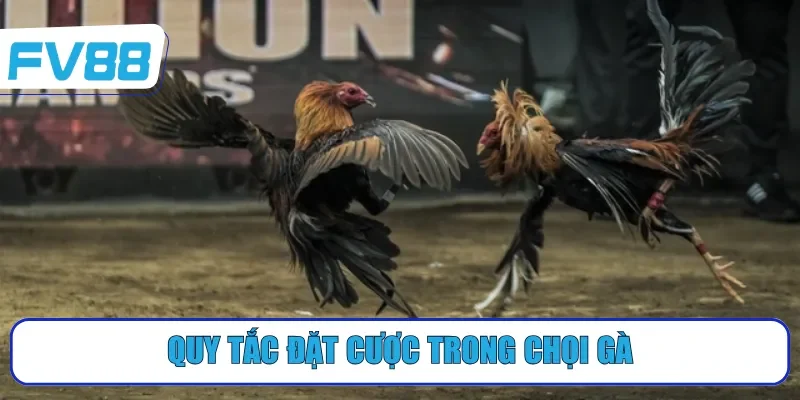 Quy tắc đặt cược trong chọi gà